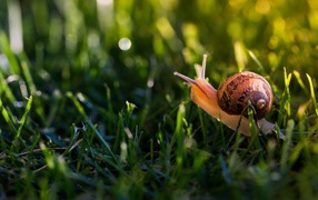 Большая улитка в зеленой траве