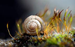 Snail in a shell on the ground covered with moss