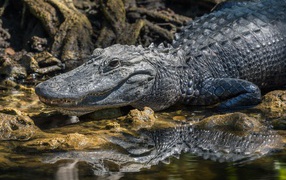 Большой аллигатор в воде