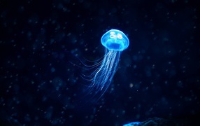 Neon jellyfish underwater