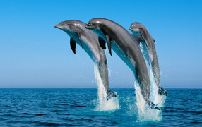 Three dolphins jump out of the water against the blue sky