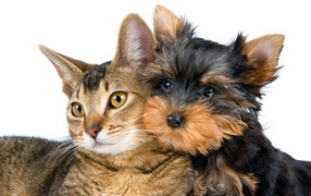 Big gray cat and yorkshire terrier on a white background