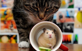 Hamster hiding in a cup from a gray cat