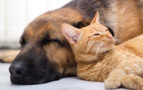 Собака спит с рыжим котом 