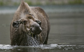Большой лось стоит в воде 