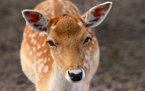 Олень крупным планом 