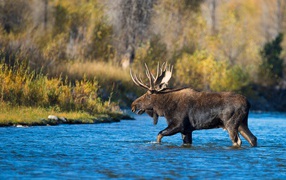 Лось с большими рогами переходит реку