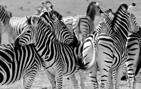 Стадо полосатых зебр черно белое фото 