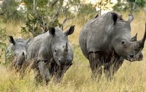 Семья носорогов идет по траве