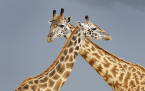 Два жирафа на сером фоне