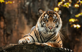 Большой полосатый тигр лежит на камне