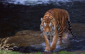 Красивый большой полосатый тигр идет по воде