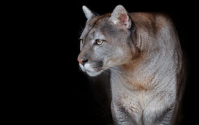 Красивая грациозная пума на черном фоне