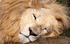 Большой лев спит на траве 