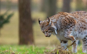 Большая рысь охотится в траве 