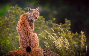 Большая рысь сидит на камне 