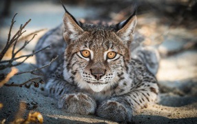 Большая рысь с желтыми глазами лежит на песке 