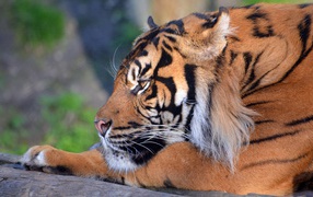 Большой грозный тигр лежит 