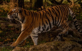 Большой мокрый тигр идет по камням