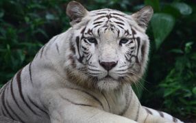 Большой белый тигр крупным планом