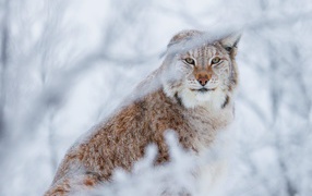 Рысь на фоне покрытых инеем веток