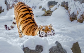 Довольный полосатый большой тигр в снегу 