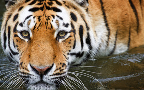 Полосатый тигр крупным планом в воде