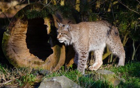 Дикая рысь в лесу у сухого дерева