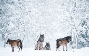 A flock of predatory wild wolves in the winter forest