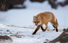 Big red fox walks in the snow in winter