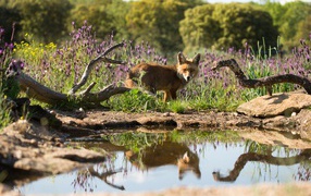 Fox at the pond with dry trees and flowers