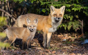 Fox with a little fox in the forest