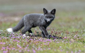 Little cub of the silver fox in the grass