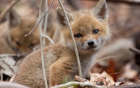 Little cute red fox in the branches