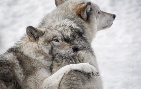 Pair of gray wolves in the snow in winter