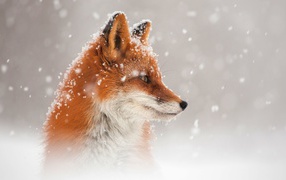 Red fox in the snow in winter