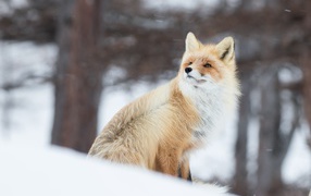 Рыжая лиса сидит на снегу 