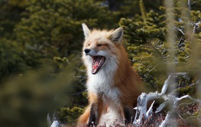 Рыжая лиса зевает в лесу у ели