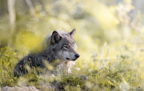 Серьезный серый волк лежит на траве