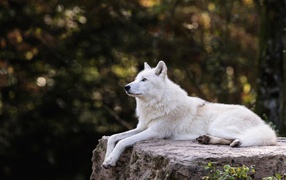 The big white wolf lies on a stone