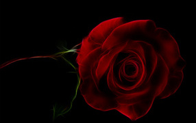 Нарисованная красная роза на черном фоне