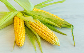 Yellow ears of corn with green leaves on the table