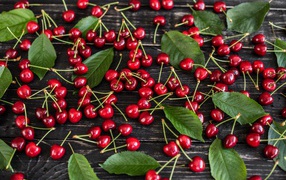 A lot of ripe sweet cherries on the table with green leaves