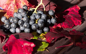 Blue grape sits on a table with red leaves