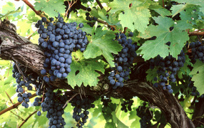 Большие гроздья синего винограда в зеленых листьях 