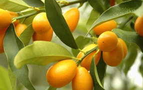 Оранжевые цитрусовые плоды кумкват на ветке дерева