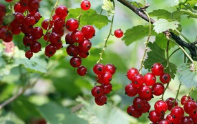 Red currant on a branch close up