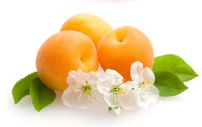 Спелые сочные абрикосы с цветами на белом фоне