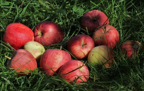 Спелые красные яблоки в зеленой траве