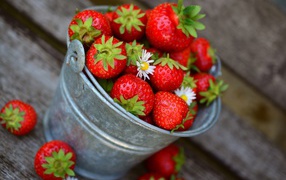 Ripe red strawberries in a small bucket on the table